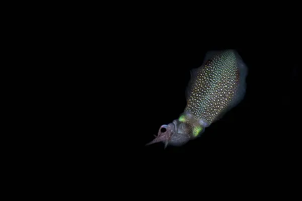 Sébaste Calmar Sous Eau Nuit Isolée Sur Fond Noir — Photo