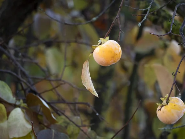 Persimon Fruktträd Och Blad Höstsäsongen — Stockfoto