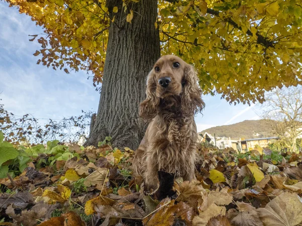 Happy Puppy Dog Cocker Spaniel Jumpin Autumn Leaves — Stock Photo, Image