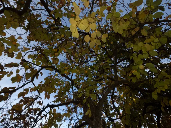 Persimmon Arbre Fruitier Feuilles Automne — Photo