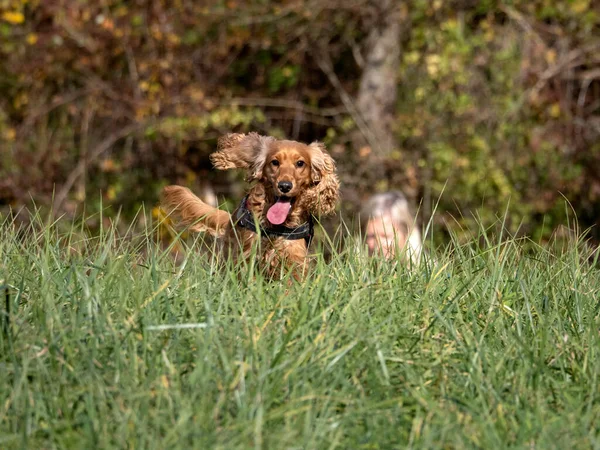 Happy Puppy Dog Cocker Spaniel Jumpin Green Grass — Stock Photo, Image