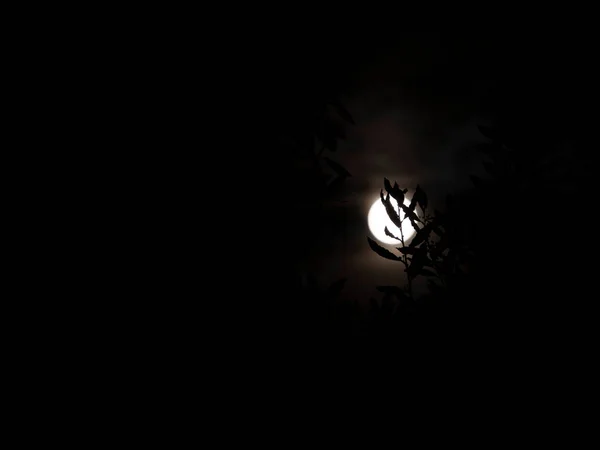 Pleine Lune Sur Fond Arbres Noirs — Photo