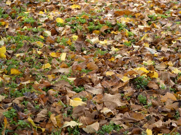 秋天的桂树和叶子 — 图库照片
