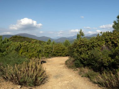 İtalya 'nın Liguria şehrinde sonbaharda çilek ağacı