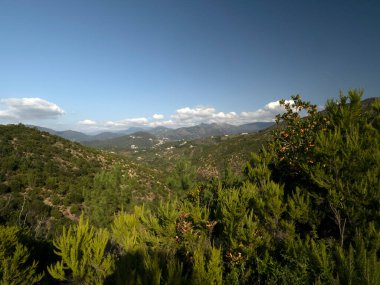 İtalya 'nın Liguria şehrinde sonbaharda çilek ağacı