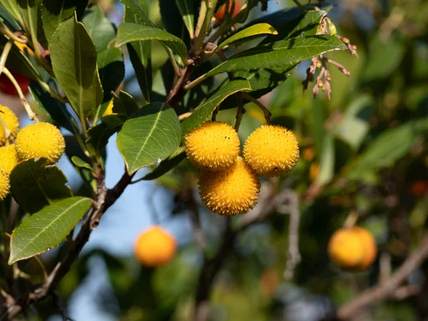 Strawberry Fruit Tree Liguria Italy Autumn — Stock Photo, Image