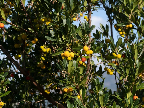 Frutal Fresa Liguria Italia Otoño — Foto de Stock