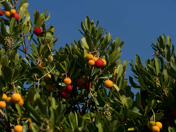 Frutal Fresa Liguria Italia Otoño — Foto de Stock