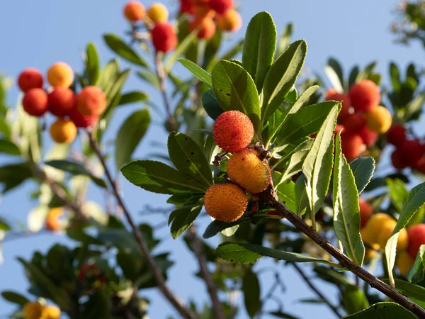 Pohon Buah Stroberi Liguria Italia Musim Gugur — Stok Foto