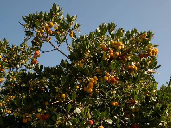 Frutal Fresa Liguria Italia Otoño — Foto de Stock