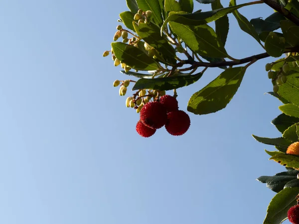 Árvore Frutas Morango Liguria Itália Outono — Fotografia de Stock