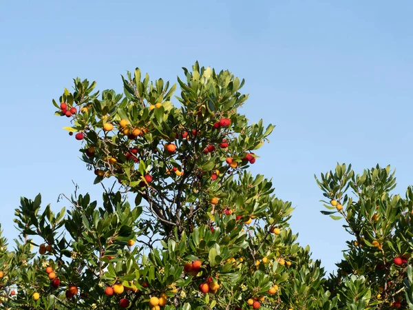 Árvore Frutas Morango Liguria Itália Outono — Fotografia de Stock