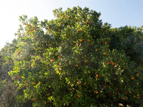 Aardbeienfruitboom Ligurië Italië Herfst — Stockfoto