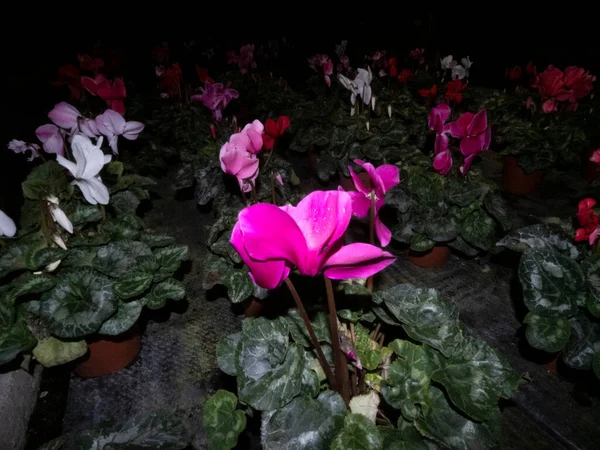 Ciclamen Flor Planta Aislada Negro —  Fotos de Stock