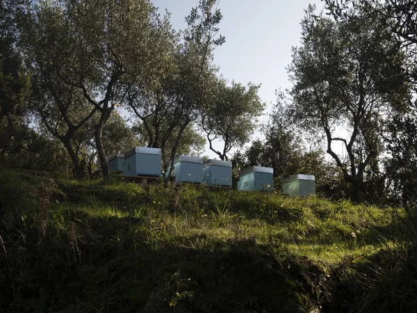 Beehives Field Olive Trees — Stock Photo, Image