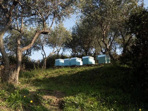 田野里的蜂窝和橄榄树 — 图库照片
