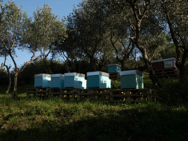 Colmeias Campo Oliveiras — Fotografia de Stock