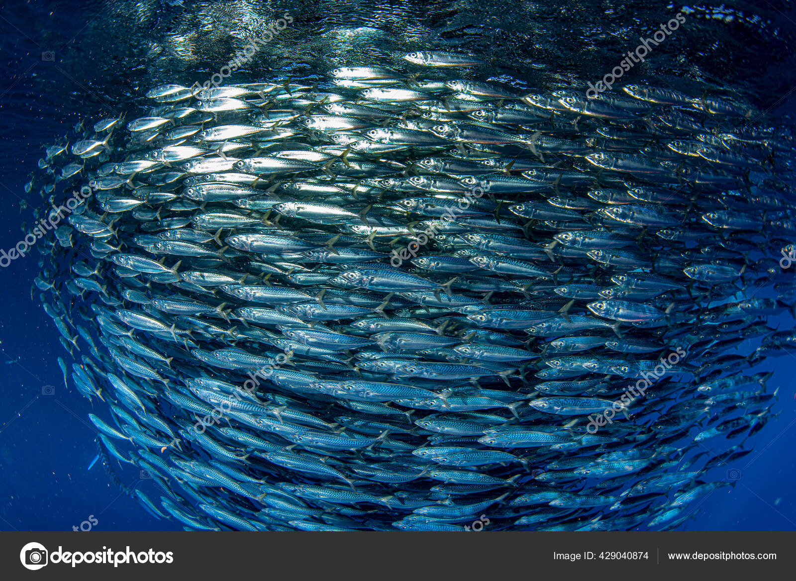 Giant Sardines School Fish Bait Ball — Stock Photo © izanbar #429040874