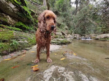Nehirde oynarken mutlu ingilizce cocker spaniel