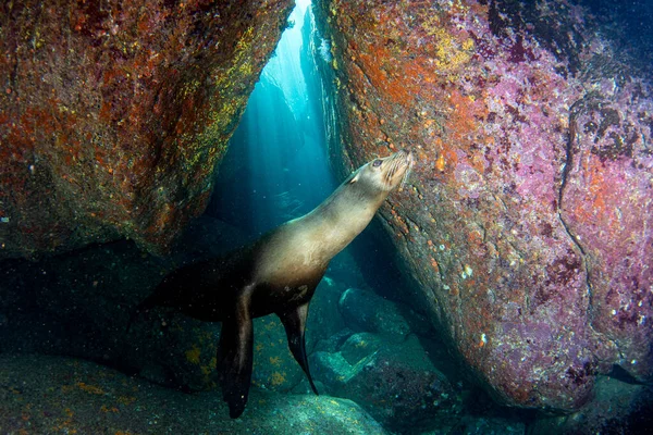 Selo Leão Marinho Vindo Para Você Debaixo Água — Fotografia de Stock