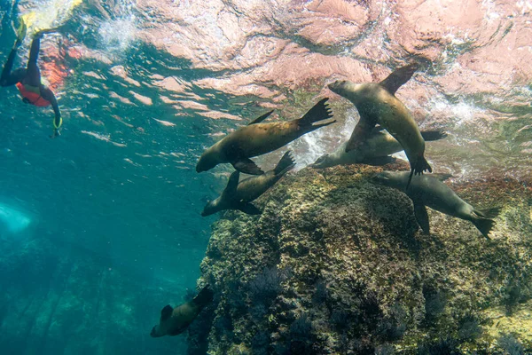 Seelöwenrobbe Kommt Ihnen Unter Wasser — Stockfoto