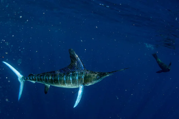 Gestreepte Marlijn Zeeleeuw Jagen Sardine Run Aas Bal Stille Oceaan — Stockfoto