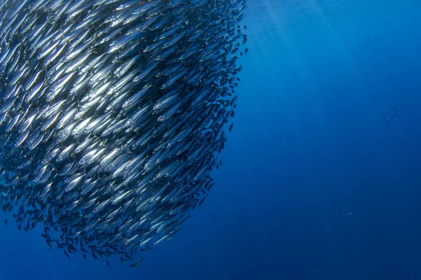 太平洋蓝水中的条纹马林鱼和海狮捕猎沙丁鱼跑饵球 — 图库照片