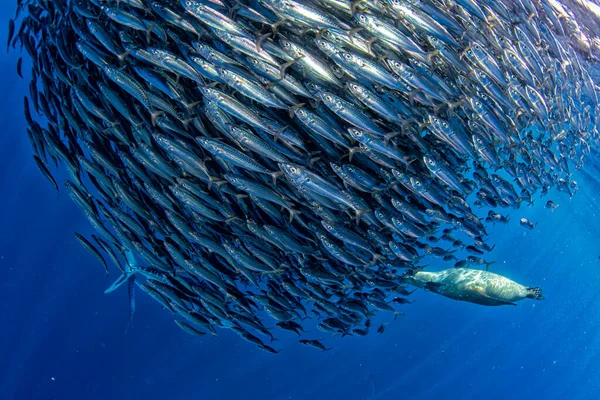 Marlin Listrado Caça Leão Marinho Sardinha Executar Bola Isca Oceano — Fotografia de Stock