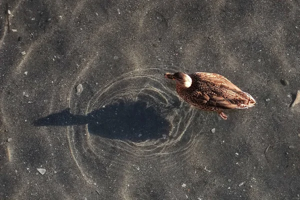 Θηλυκή Mallard Στο Νερό Σκιά Ήλιου — Φωτογραφία Αρχείου