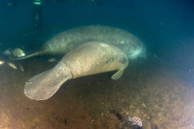 Anne ve buzağı denizayısı kristal nehirde suyun altında portre yakın