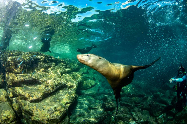 Family Sea Lion Seals Giant Sardine Bait Ball — Stock Photo, Image