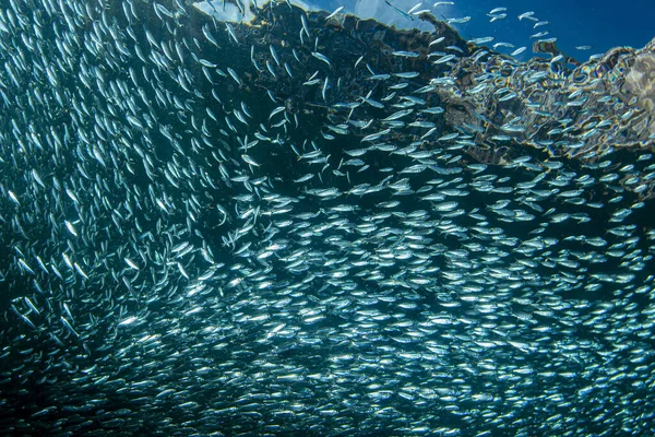 Dentro Uma Escola Sardinhas Gigante Bola Isca Peixe — Fotografia de Stock