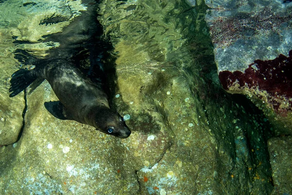 Yavru Yeni Doğmuş Deniz Aslanı Kaliforniya Sualtı Portresi Yaptı — Stok fotoğraf