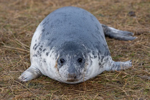 Cucciolo Foca Grigia Mentre Rilassa Sulla Spiaggia Donna Nook Lincolnshire — Foto Stock