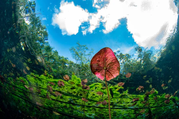 Jardines Submarinos Plantas Acuáticas México Cenotes Buceo Cuevas — Foto de Stock