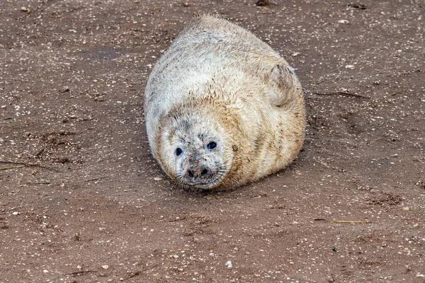 Šedé Tuleně Štěně Při Relaxaci Pláži Donna Nook Lincolnshire Anglie — Stock fotografie