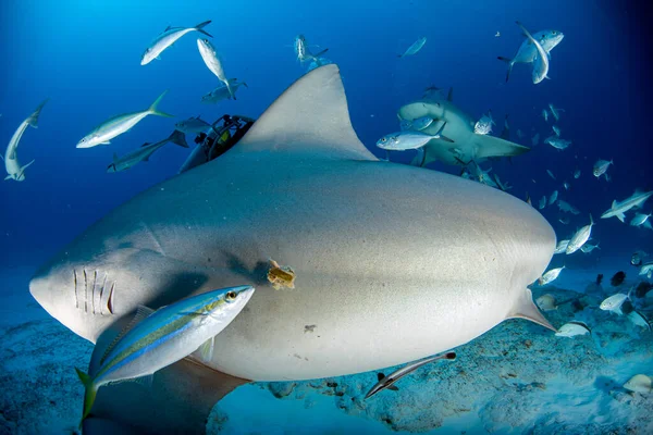 Tiburón Toro Mientras Alimenta México Océano Azul —  Fotos de Stock