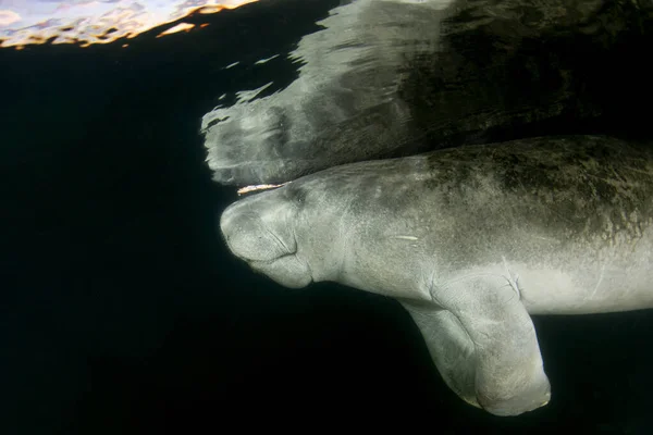 Manatee Κοντινό Πορτρέτο Υποβρύχια Κρυστάλλινο Ποτάμι — Φωτογραφία Αρχείου