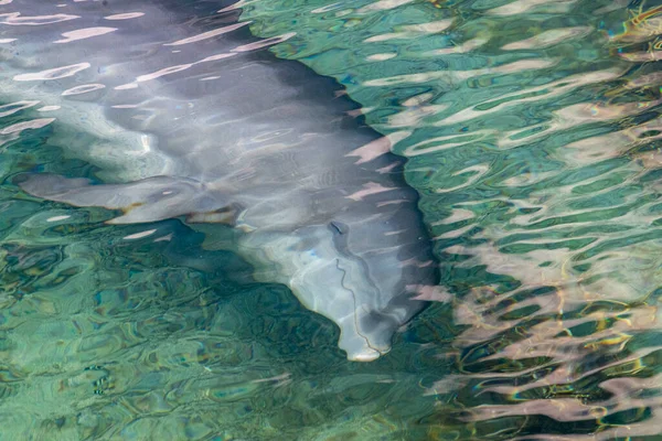 Dolphin Coming Boat Looking You Underwater — Stock Photo, Image