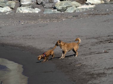 Mutlu yavru köpek cocker spanyel plajda oynuyor