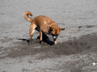 Mutlu yavru köpek cocker spanyel plajda oynuyor