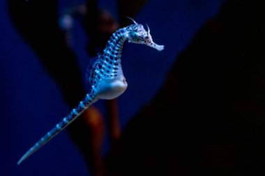 Deniz atı, su altı portresi.