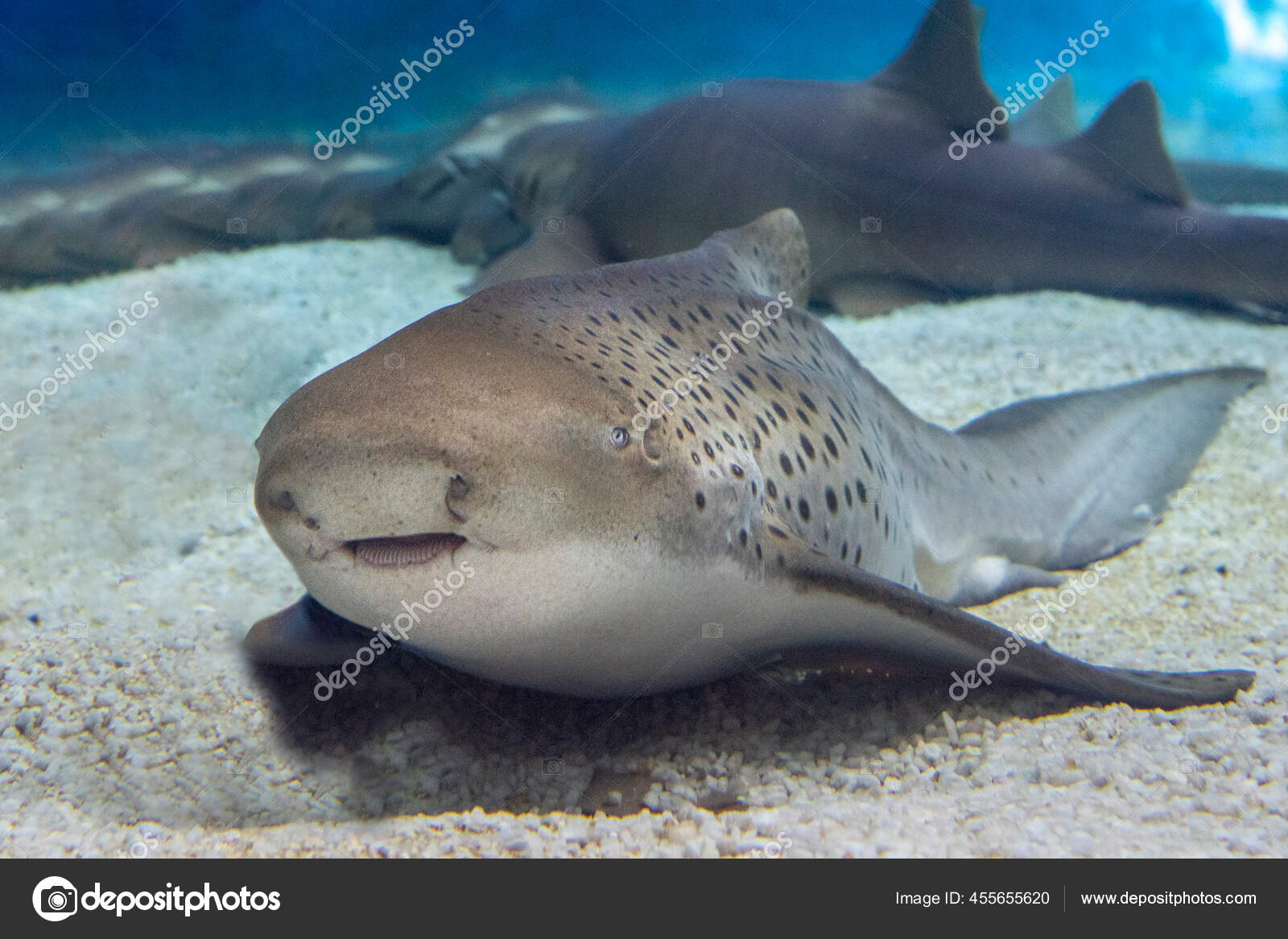 Requin Zebre Images Libres De Droit Photos De Requin Zebre Depositphotos Requin Zebre Images Libres De Droit Photos De Requin Zebre Depositphotos