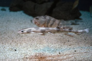 Su altında köpek balığı portresi detayı.