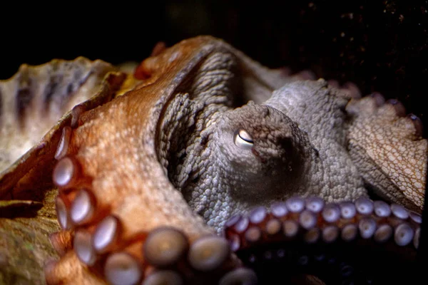 octopus underwater close up portrait detail