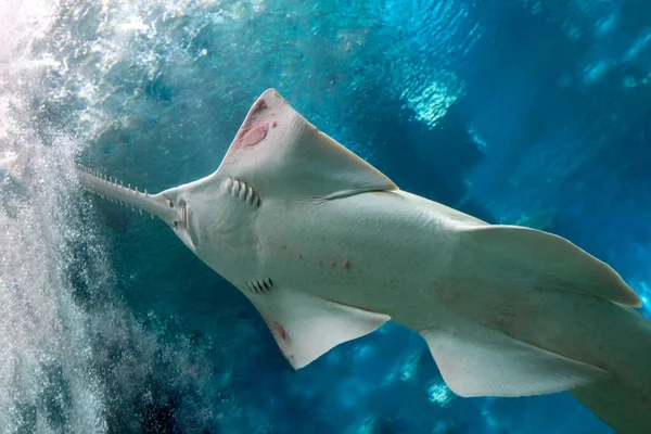 sawfish underwater close up detail of mouth and saw