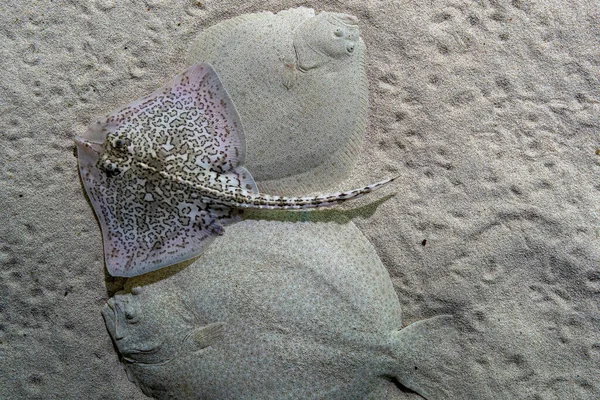 Turbot flat fish underwater and sting ray fish on sand bottom