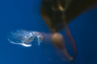 Deniz atı su altı hareket efekti uzun pozlama dönüm tekniği