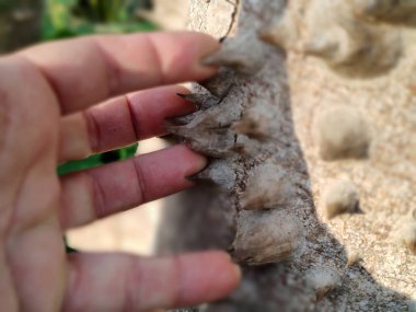 Palmiye dikeni çivisi İnsan eliyle ayrıntıları kapatır