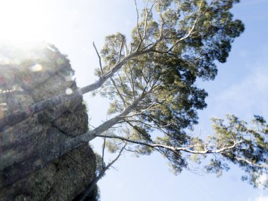 Deniz çamı portofino hareket efekti bükme kamerası